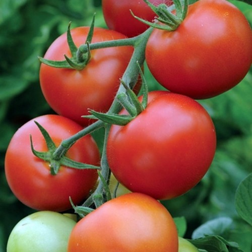 Solanum lycopersicum 'Moneymaker' - Harilik tomat 'Moneymaker'